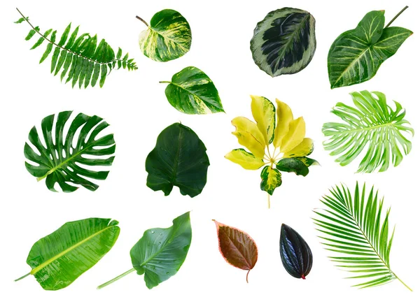 Tropical green leaves — Stock Photo, Image