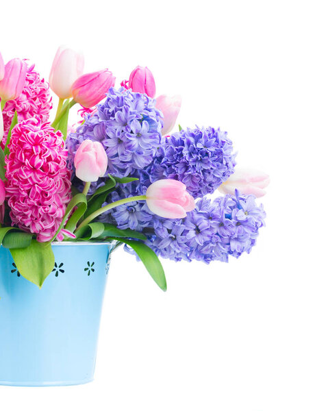 Hyacinth fresh flowers