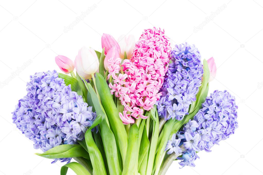 Hyacinth fresh flowers