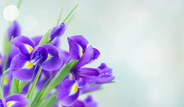 Blauwe irisbloemen — Stockfoto