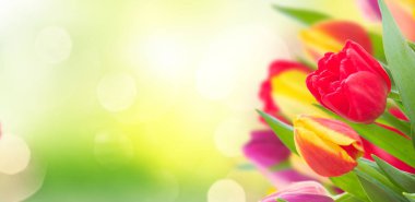 Sarı, mor ve kırmızı lale buketi