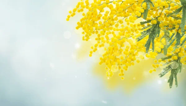 Fransız mimoza çiçekleri — Stok fotoğraf