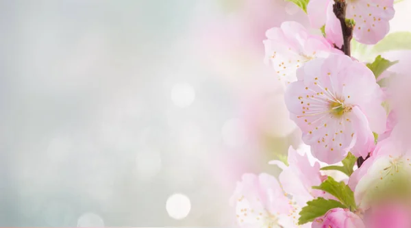 Flores de cerezo en jardín verde — Foto de Stock