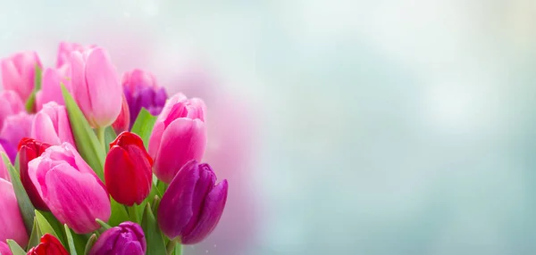 Buquê de flores de tulipa rosa e roxa — Fotografia de Stock