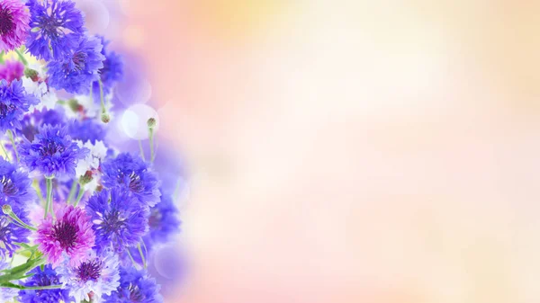 Blue cornflowers on pink — Stock Photo, Image