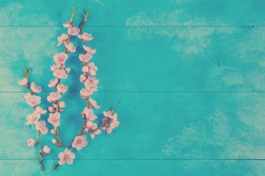 Pembe kiraz çiçeği.