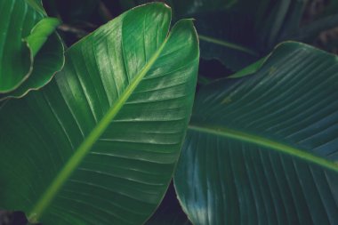 Tripical yaprakları arka plan