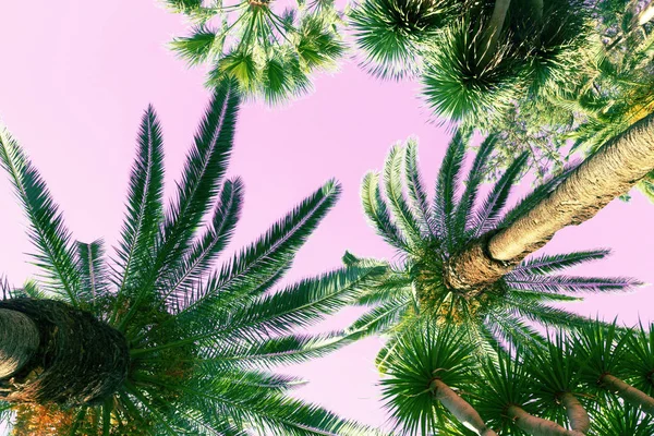 Palm tree on pink — Stock Photo, Image