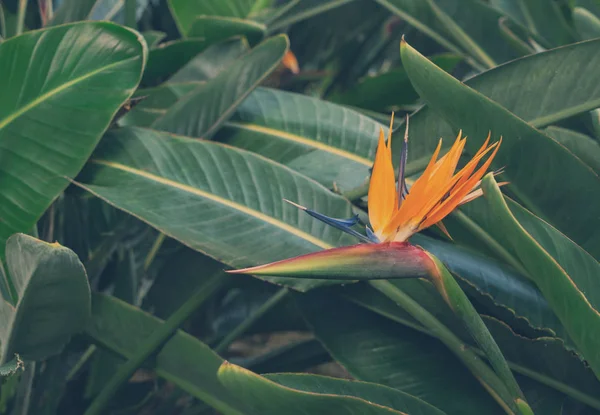 Fondo de hojas tropicales —  Fotos de Stock