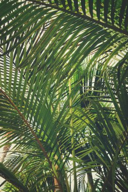 Tripical yaprakları arka plan