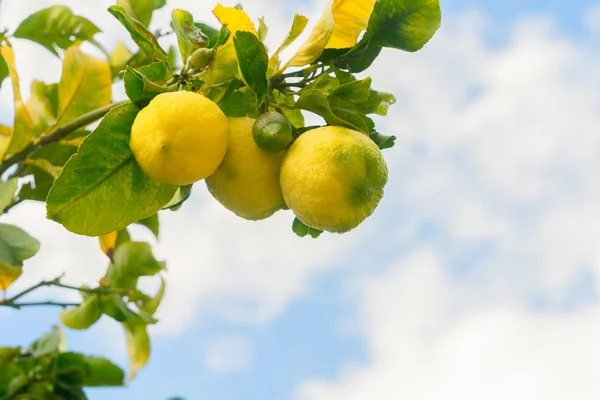 Citronträdgård med frukter — Stockfoto