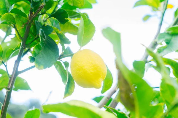 Citronträdgård med frukter — Stockfoto