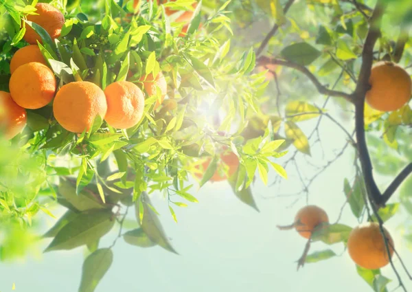 Orange Tree Garden — Stockfoto