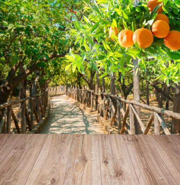 오렌지 나무 정원 — 스톡 사진