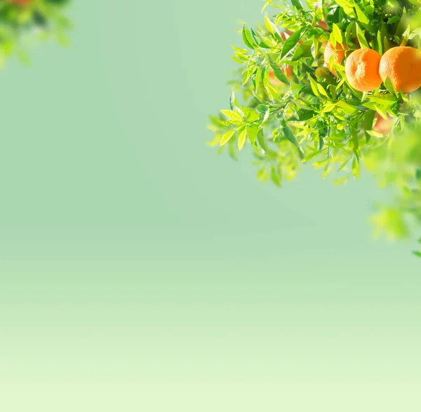 Orange tree garden — Stock Photo, Image