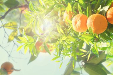 Portakal ağacı Bahçe