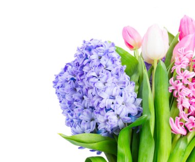 Sümbül taze çiçekler