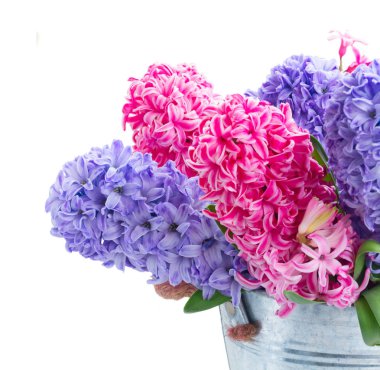 Sümbül taze çiçekler