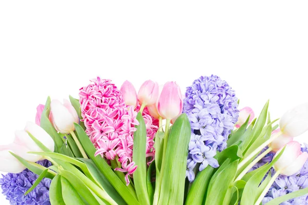 Hyacinth färska blommor — Stockfoto