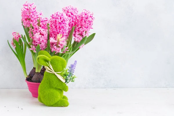 Gartenkonzept mit Hyazinthen-frischen Blumen — Stockfoto