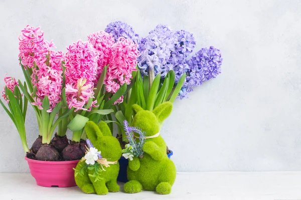 Conceito de jardinagem com jacinto flores frescas — Fotografia de Stock