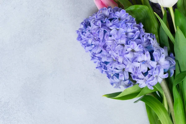 Hyacinth fresh flowers — Stock Photo, Image