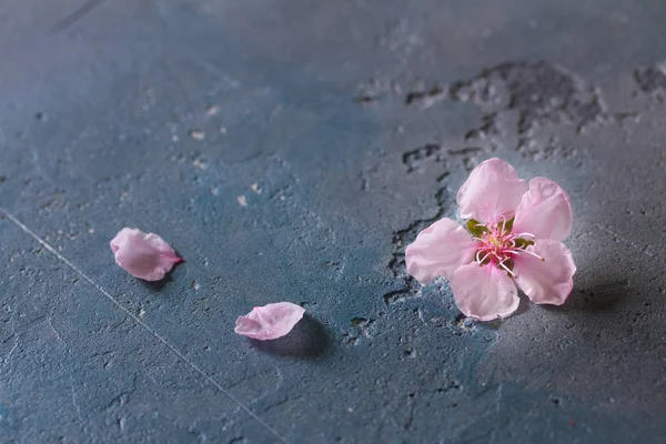 Fiore di ciliegio rosa — Foto Stock