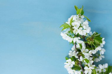 Bahar ağacı çiçeği