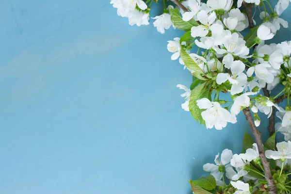 Flor de árbol de primavera — Foto de Stock