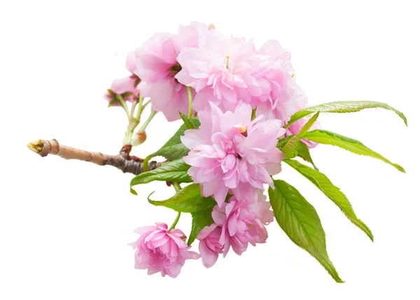 Цветок розовой вишни — стоковое фото