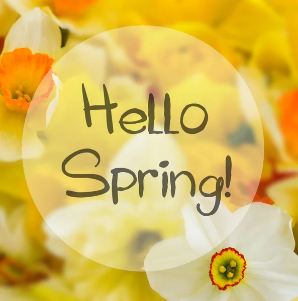 Fresh spring daffodils — Stock Photo, Image