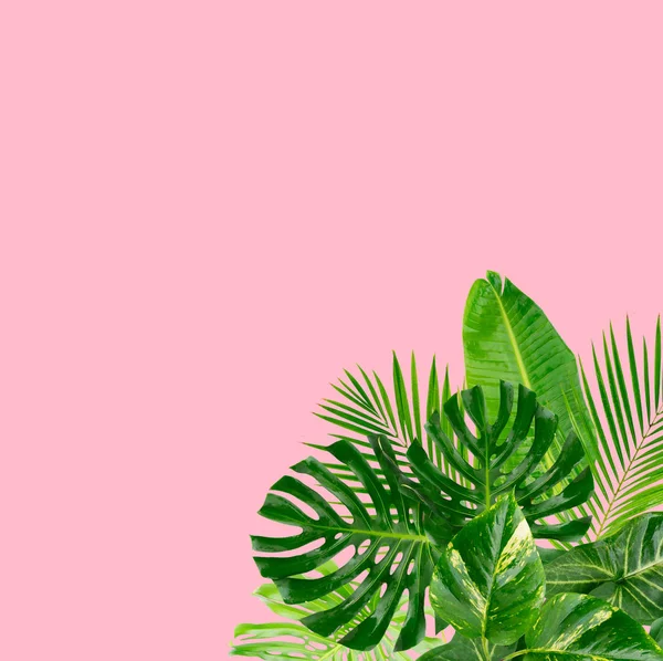 Tropisch grüne Blätter — Stockfoto