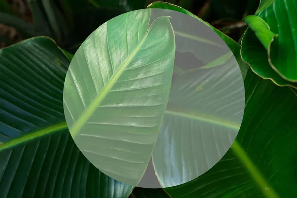 Fondo de hojas tropicales — Foto de Stock