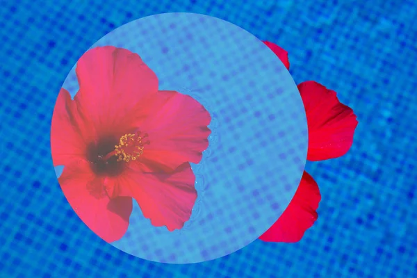 Flor de hibisco en agua dulce — Foto de Stock