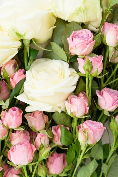 Ροζ και άσπρο ανθίζοντας τριαντάφυλλα — Φωτογραφία Αρχείου