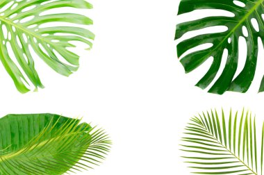 Tropik yeşil yapraklar