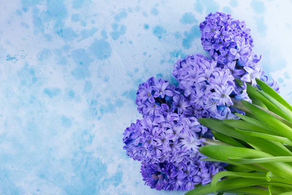 Hyacinth fresh flowers — Stock Photo, Image