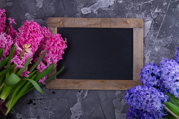 Hyazinthe frische Blumen — Stockfoto
