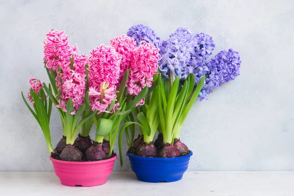 Gartenkonzept mit Hyazinthen-frischen Blumen — Stockfoto
