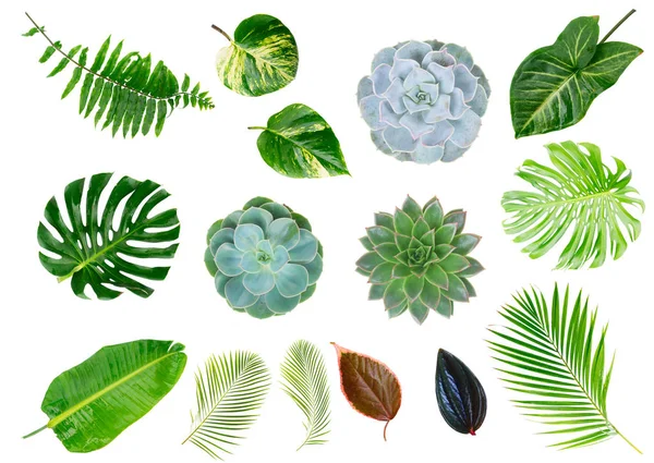 Folhas verdes tropicais — Fotografia de Stock
