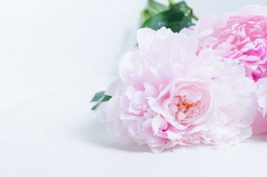 Pembe çiçek arkaplanı