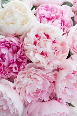 Pembe çiçek arkaplanı