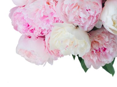 Taze şakayık çiçekleri