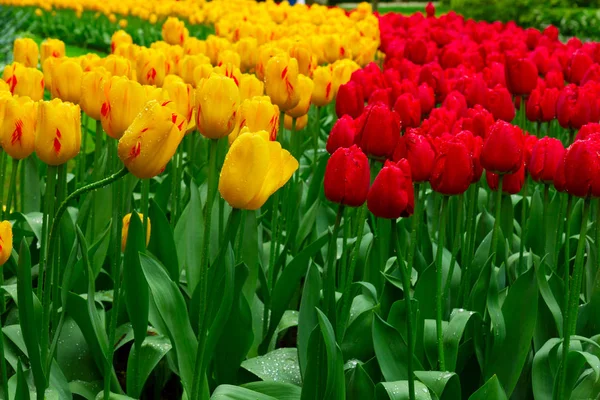 Holland champ de tulipes — Photo
