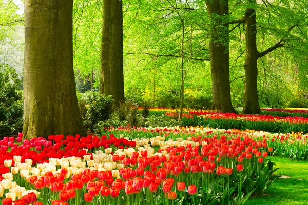 Frühlingsblumen im Hollandpark — Stockfoto