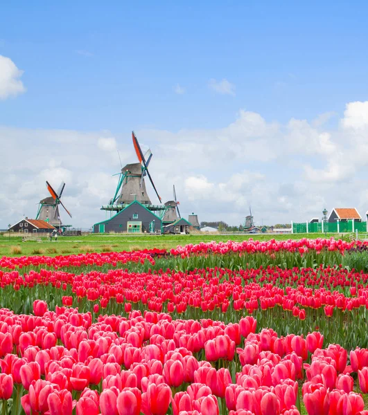 Molino de viento holandés sobre campo de tulipanes — Foto de Stock