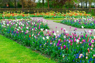 Lale çiçekleri dizeleri