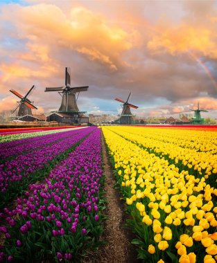Hollanda rüzgar değirmenleri