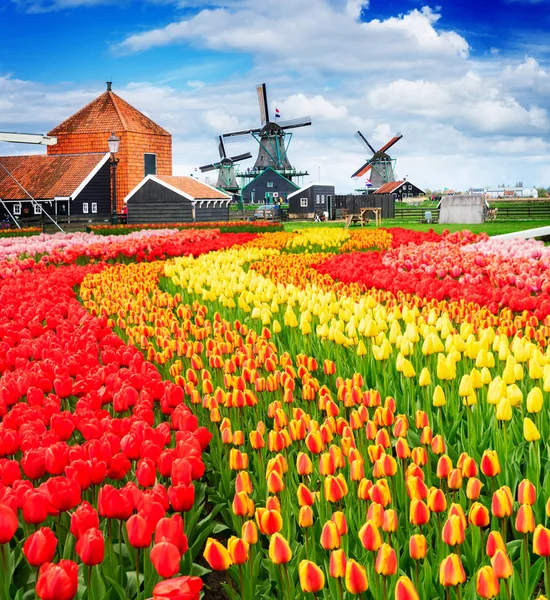 Niederländische Windmühlen — Stockfoto