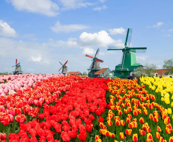 Zaanse Schans látképe — Stock Fotó